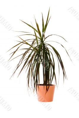 Plant in a pot