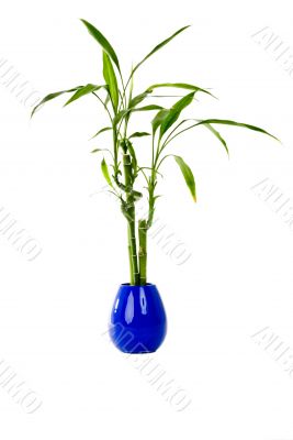 Plant in a pot