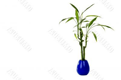 Plant in a pot