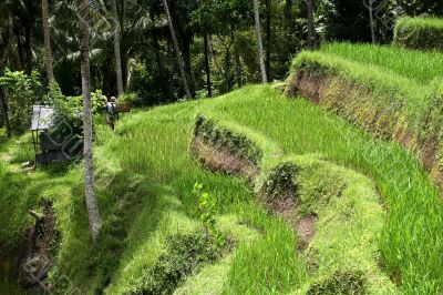 Cultivation of rice