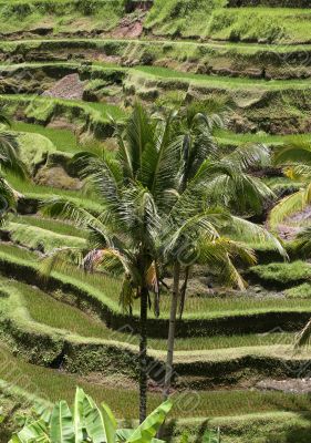 Rice terraces