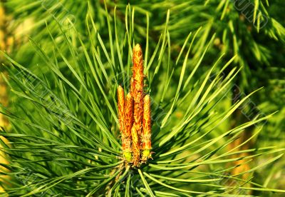 Flower of pine tree.