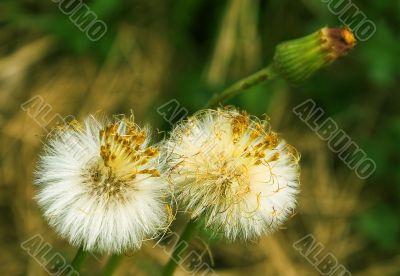 Life of dandelion.
