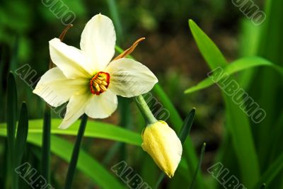 Mister Narcissus.
