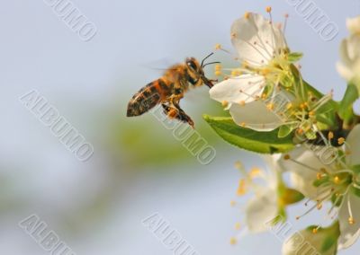 Bee in Flight