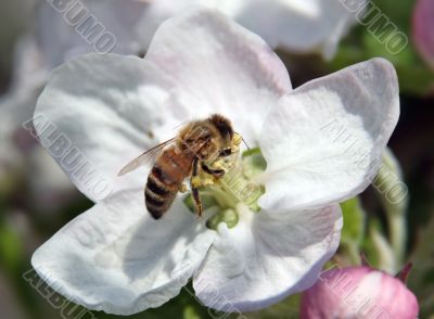Working Bee