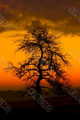 Tree at Morning