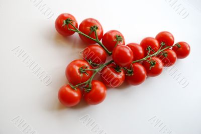 Tomato bunches.