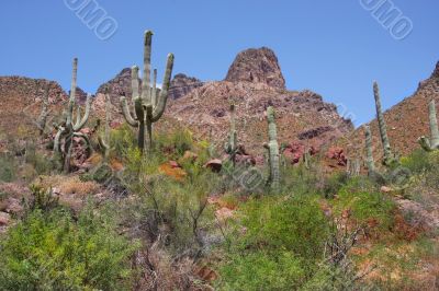 Desert Spring