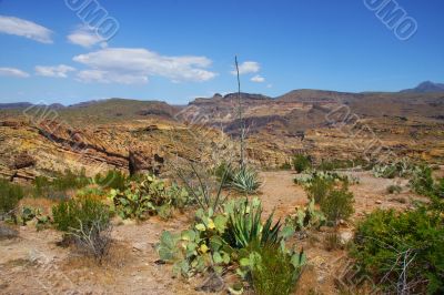 Desert Spring