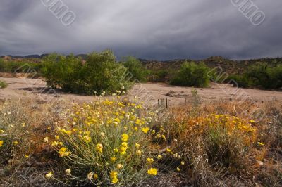 Desert Spring