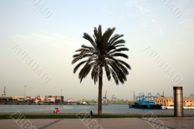 Palm in the harbor