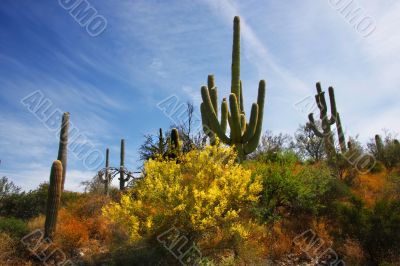 Desert Spring