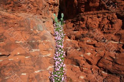 Desert Spring Superstition Mountains