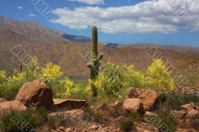 Desert Spring