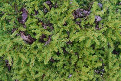 Pine Needle Background