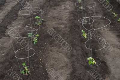 Newly Planted Garden