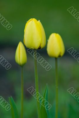 Three Yellow Tulips