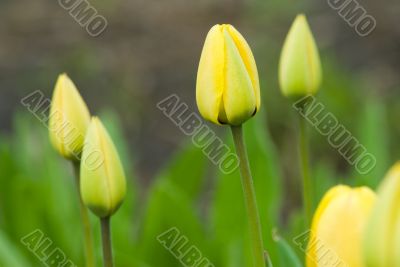 Yellow Tulips