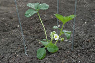Strawberry Plant