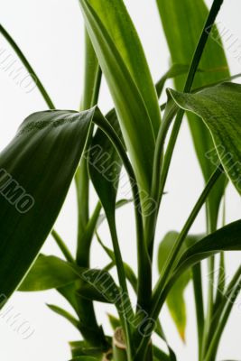 Green Leaves
