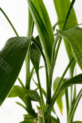 Green Leaves