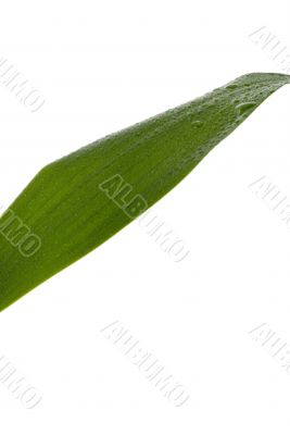 Green Leaf