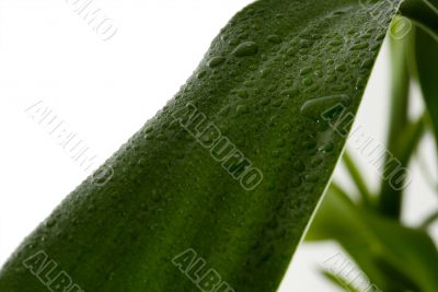 Green Leaves