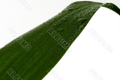 Green Leaves