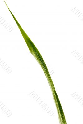 Green Leaf