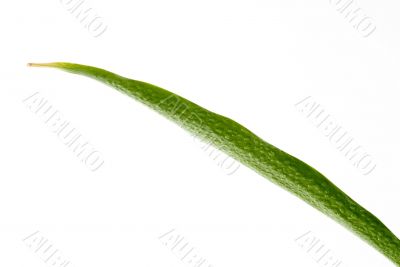 Green Leaf