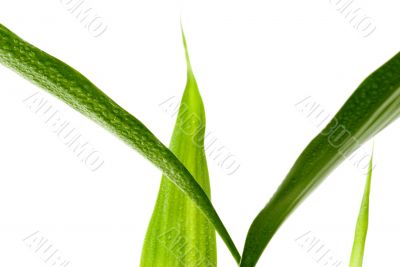 Green Leaves
