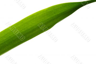 Green Leaf