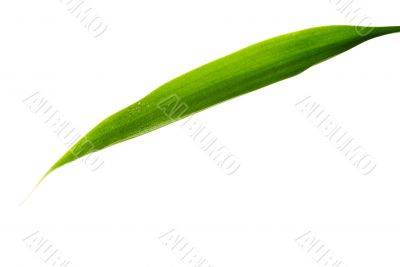 Green Leaf