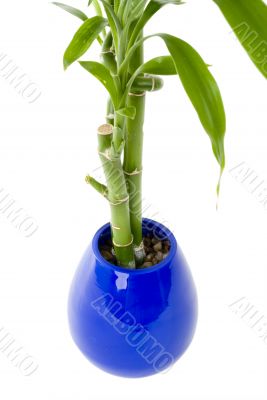 Plant in a pot