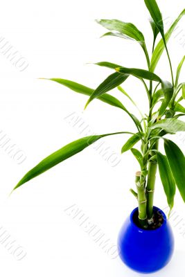 Plant in a pot