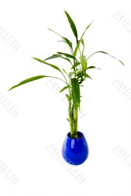 Plant in a pot