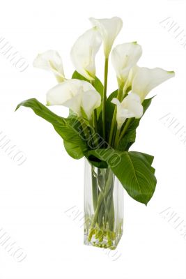 White Flowers
