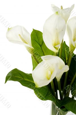 White Flowers