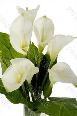 White Flowers