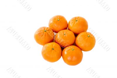 Organic Tangerines
