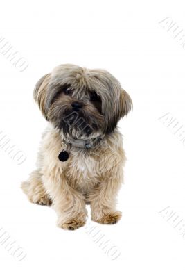 Cute puppy