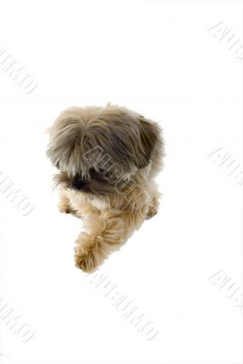 Cute puppy