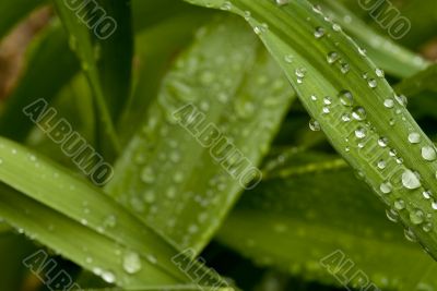 Green Leaves