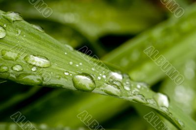 Green Leaf