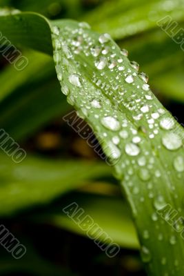Green Leaf