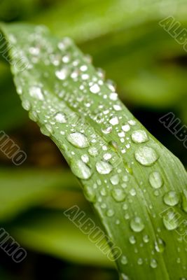Green Leaf