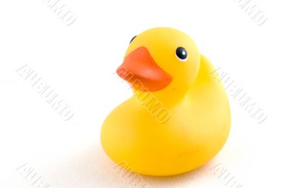 cute yellow rubber duck isolated on a white background