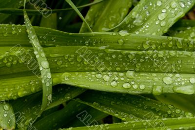 Green Leaves
