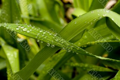 Green Leaves